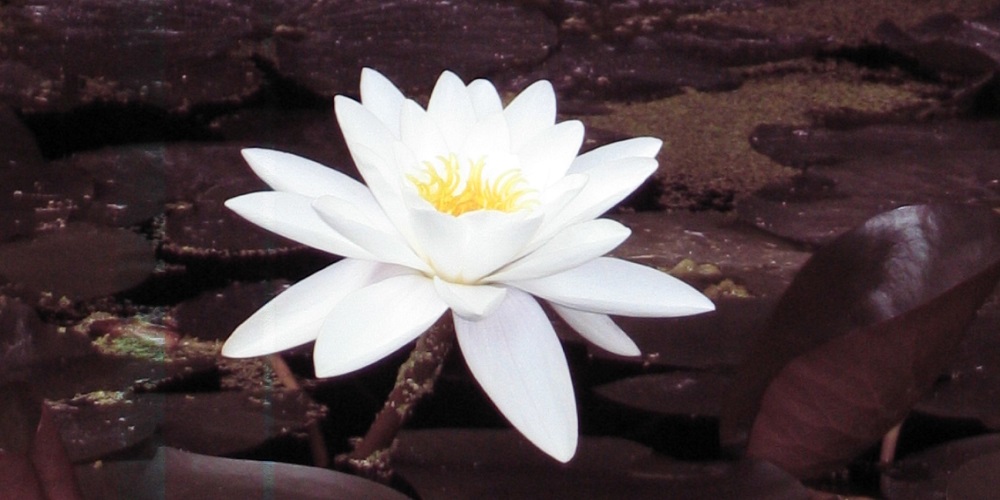 Jainismus drei Sutren Psychotherapie, Yogaschule und Lomi Lomi